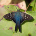 Long-tailed Skipper - Photo (c) ava!, all rights reserved, uploaded by ava!