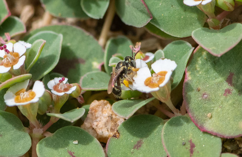 Perdita polycarpae
