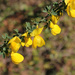 Cytisus arboreus - Photo (c) mjcorreia, all rights reserved, uploaded by mjcorreia