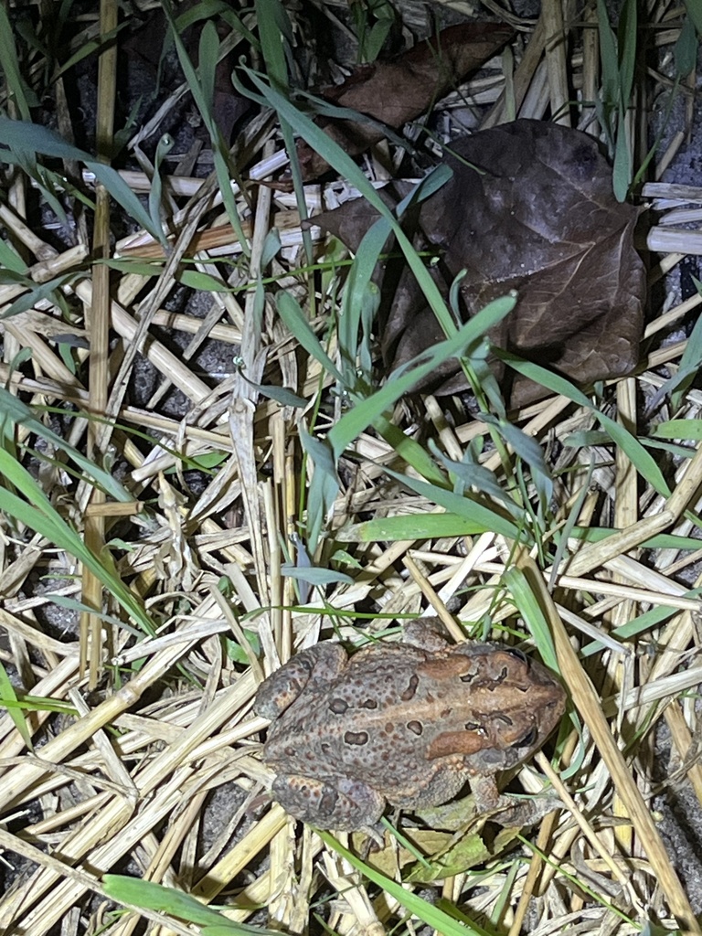 Southern Toad from University of North Carolina Wilmington, Wilmington ...