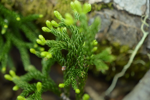 Austrolycopodium magellanicum