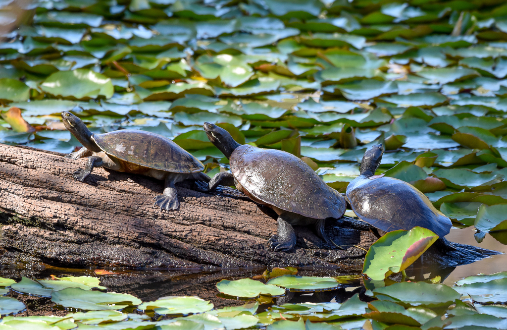 Macquarie Turtle from Enoggera Reservoir QLD 4520, Australia on ...