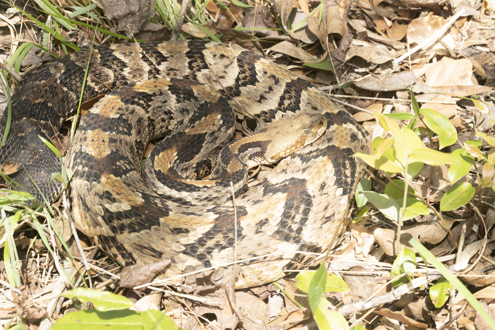 Timber Rattlesnake in May 2022 by Coot · iNaturalist