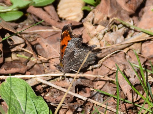Gray Comma