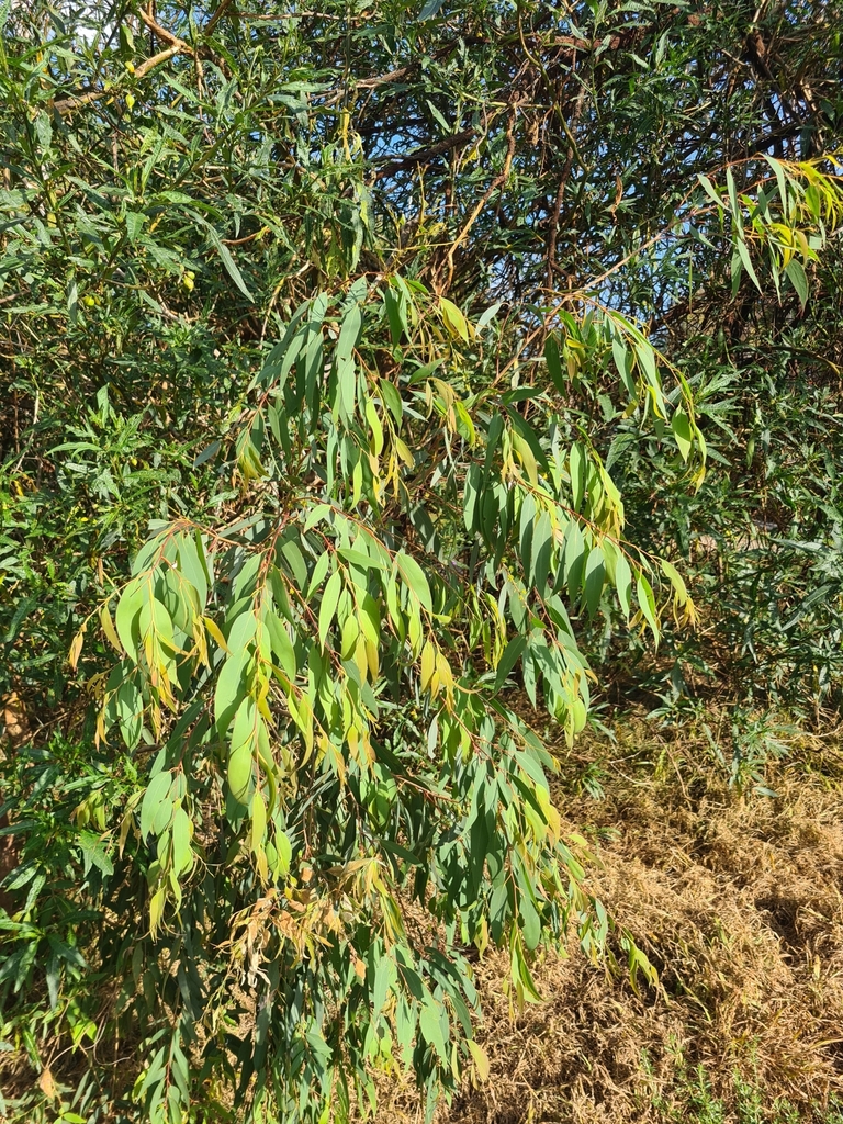 narrowleaf peppermint gum from Heatherhill Rd/Robinsons Rd, Frankston