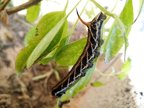 Convolvulus Hawkmoth
