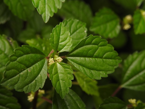 Large clearweed (Pilea hamaoi)