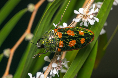 Stigmodera cancellata (Donovan, 1805)