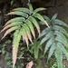 Pteris scabristipes - Photo (c) naturalistchu, all rights reserved, uploaded by naturalistchu