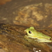 Litoria amnicola - Photo (c) Carlos N. G. Bocos, all rights reserved, uploaded by Carlos N. G. Bocos