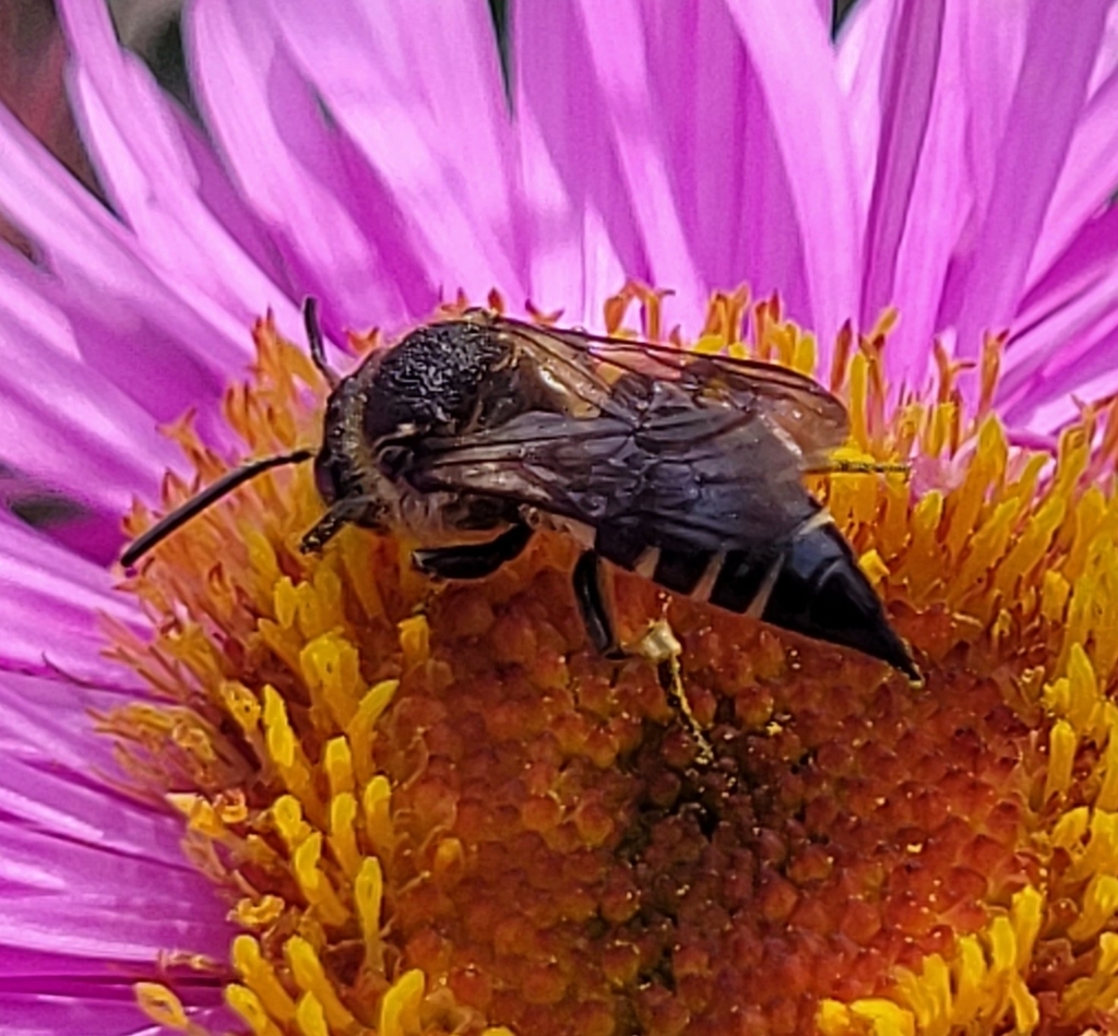 Sharptail Bees From 8960 Randers Danmark On September 26 2023 At 02 sharptail-bees-from-8960-randers-danmark-on-september-26-2023-at-02