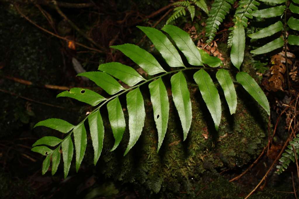 Polystichum hookerianum (Polystichum hookerianum)