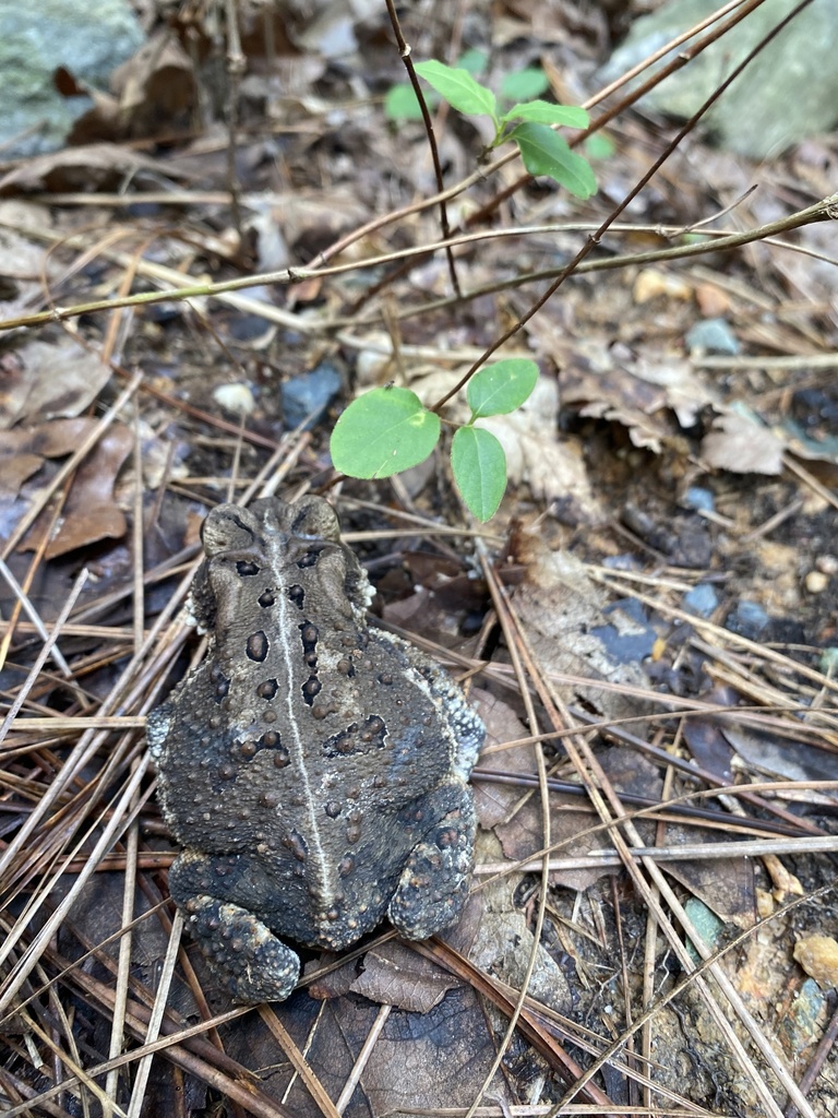 North American Toads from County Park Dr, Apex, NC, US on September 24 ...