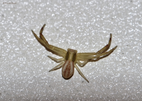 Genus Runcinia · iNaturalist