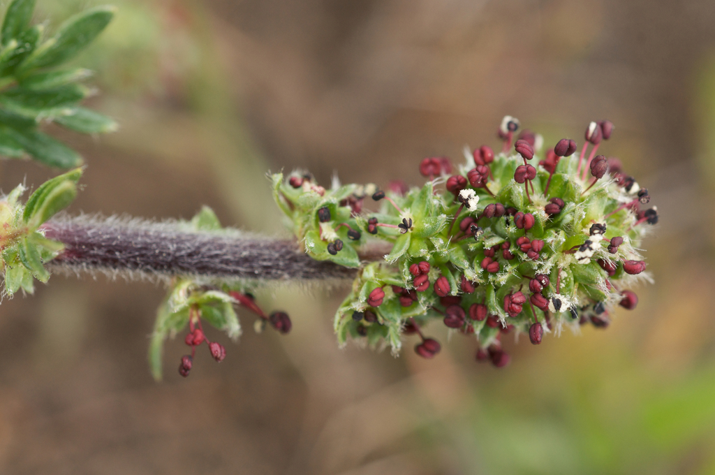 Acaena