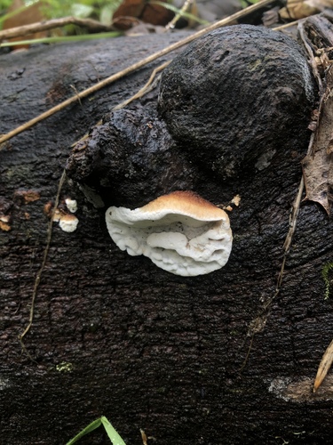 iNaturalist observation photo of Shelf Fungi