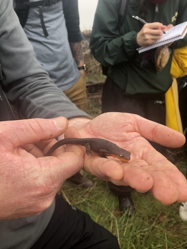 iNaturalist observation photo of Pacific Newts