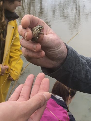 iNaturalist observation photo of Pacific chorus frog