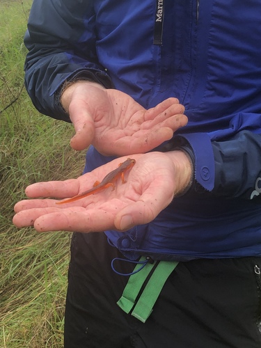 iNaturalist observation photo of Ensatina
