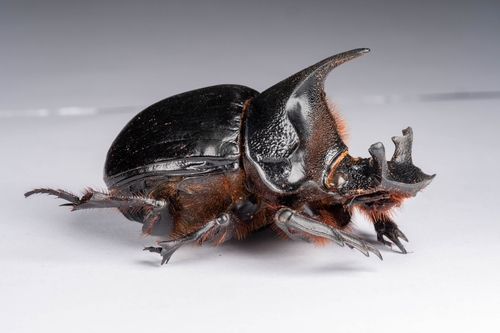 オウサマナンバンダイコクコガネ (Heliocopris dominus) · iNaturalist