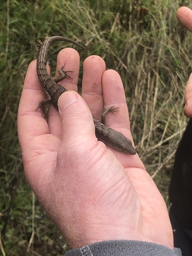 iNaturalist observation photo of California Alligator Lizard