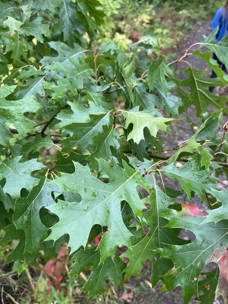 northern pin oak from Shorewood Dr, Arden Hills, MN, US on September 26 ...