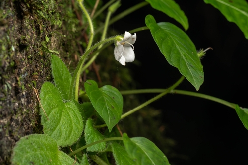 Petrocosmea menglianensis