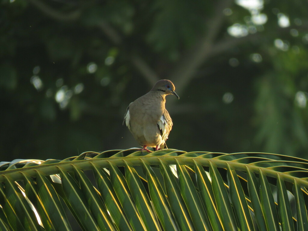 White-winged Dove from Bacalar, Q.R., México on March 24, 2019 at 09:55 ...