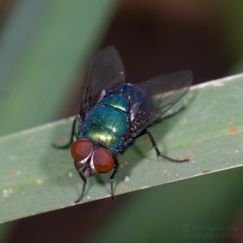 Lucilia nuotrauka