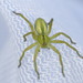 Green Huntsman Spider - Photo (c) Samuel Duarte, all rights reserved, uploaded by Samuel Duarte