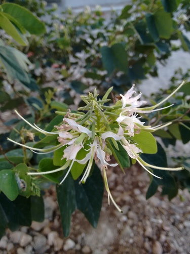 Pom Pom Orchid Tree