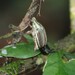 Rhabdopholis albostriata - Photo (c) Garth Aiston, todos los derechos reservados, subido por Garth Aiston