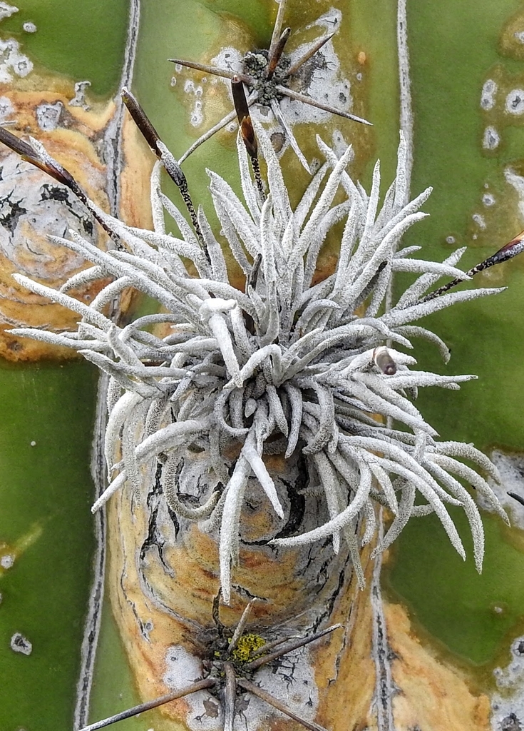 Flora Argentina Tillandsia capillaris Salta,Argentina
