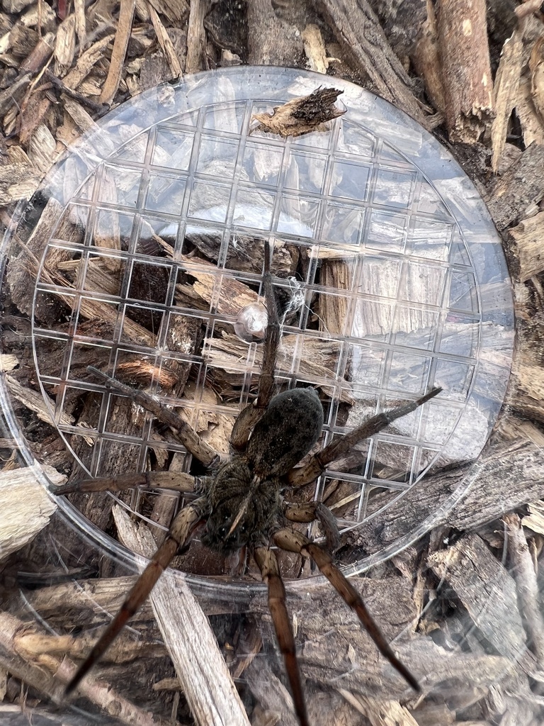 Wetland Giant Wolf Spider in September 2023 by Courtney Ann · iNaturalist