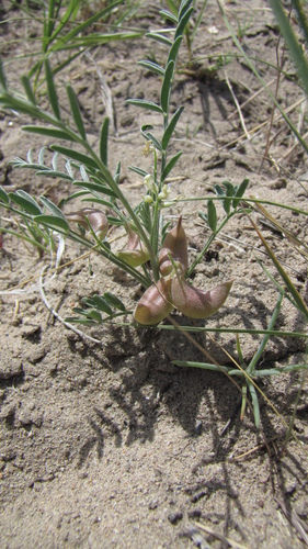 Astragalus geyeri var. geyeri
