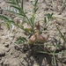 Astragalus geyeri geyeri - Photo (c) chalcenterous, כל הזכויות שמורות, הועלה על ידי chalcenterous