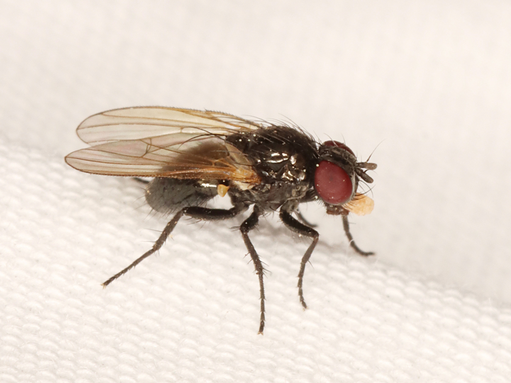 Fannia From Simcoe County Museum, Simcoe County, On On June 6, 2023 At 