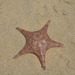 Galloping Sea Star - Photo (c) Samuel Prakash, all rights reserved, uploaded by Samuel Prakash