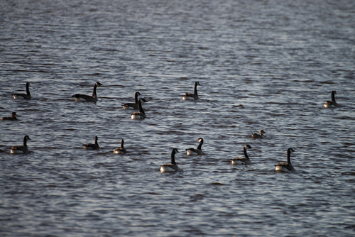 Canada Goose