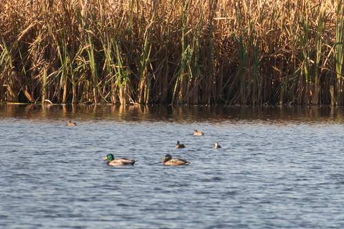 Mallard