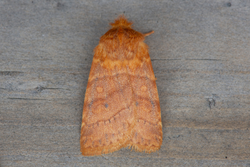 Pyreferra pettiti Grote, 1874