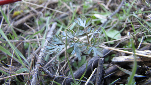 Fern-leaved Lomatium seedling