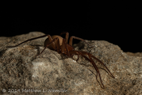 Liocranoides gertschi