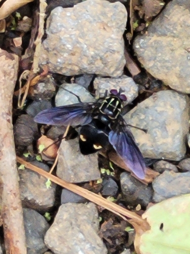 Scotiptera robusta