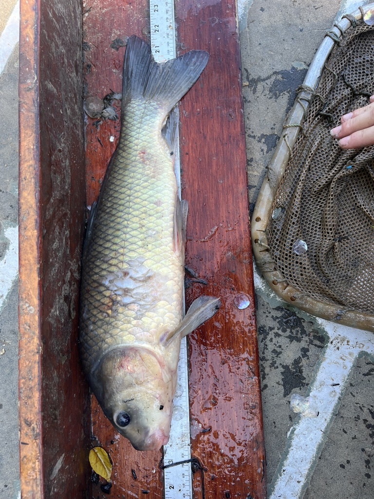 Black Buffalo from Doctorman Ln, Ullin, IL, US on September 26, 2023 at