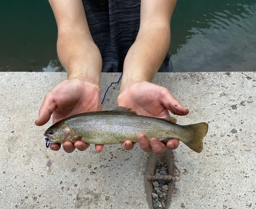 Rocky Mountain Cutbow