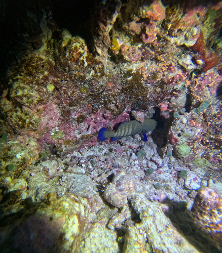Peacock Grouper — seen at this dive site