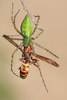 Green Lynx Spider - Photo (c) Eric Isley, all rights reserved
