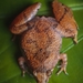 Manthey's Narrow-mouthed Frog - Photo (c) Luke Ang, all rights reserved, uploaded by Luke Ang