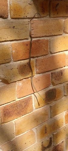 Common Tree Snake sighting